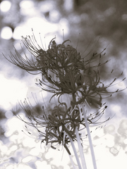 [당보청명] 石蒜