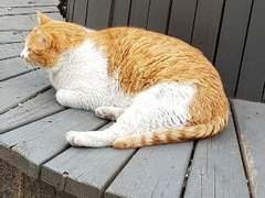 V컬러링 작가 도전...