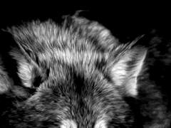 은빛눈썹(요약)