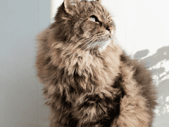 고양이를 몰래 집에 초대할 수 있을까? 4