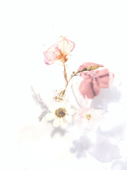 花落憐不掃月明愛無眠