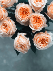 呪術廻戦 _ 카피페