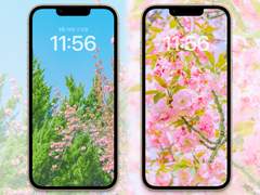 [배경화면]spring_set08