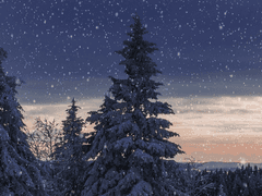 개와 늑대의 시간