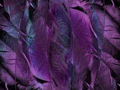 [몽키키드] 오만과 의심