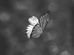 [현철명헌/철뿅] 나비효과(후기)