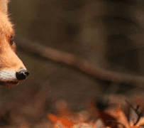 종탈 연예인au 2