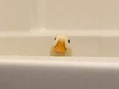 [매뉴패치] 오리는 꽥꽥