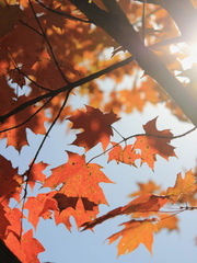 에이스와 부주장의 육아사정