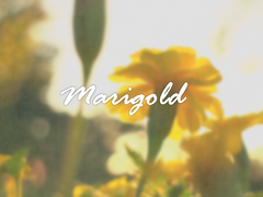 [명재매화] Marigold - part.2 (3)