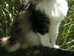 【 Brown ´ Boby 】