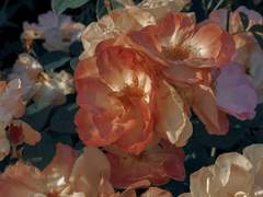 [믾필] Happily Ever After 1