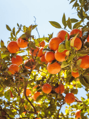 [도리벤 드림] 내가 네 하이틴이길 바라.