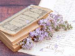 라일락과 전송 장치