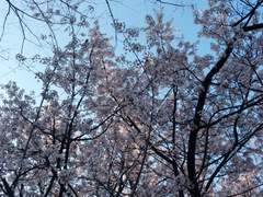 꽃향기만 남기고 갔단다