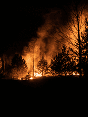약간 뒤틀린 산불에서 살아남기
