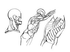 2023년 4월 15일 (토) <해부학>