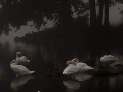 당신을 닮았어요