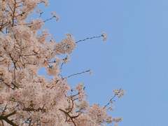 [다카사] 소망의 벚꽃