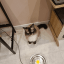 네모네모고먐미