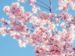 [캇데쿠] 첫 키스를 돌려주세요! 上