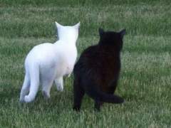 오로지 달빛. 다시 태어나는 빛