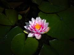 (우성명헌) 물가의 요정.