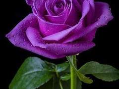 위험한 연애를 시작해 버렸어요...! 06