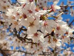 [배경화면]벚꽃과 목련은 거울을 사이에 두고 마주앉아,