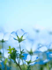 푸른 아침의 꽃