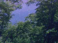 폰 배경 / 숲의 노래