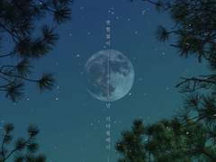 폰 배경 / 숲의 노래 2