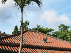 【미츠료】 시사シーサー설화