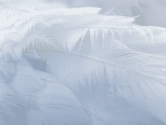 𝕯𝖗𝖊𝖆𝖒_𝕮𝖆𝖙𝖈𝖍𝖊𝖗