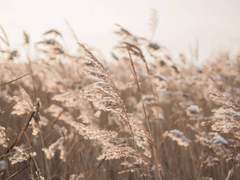 당신을 그리는 마음에 바람이 불면