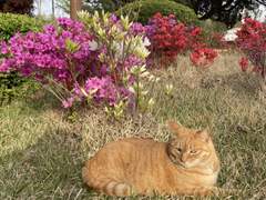 대학교 치즈냥이