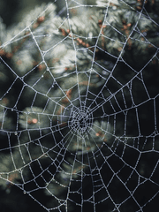 아라니에 마이어스