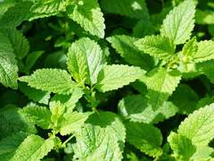 박하 속 식물의 뗏장형성에 미치는 삽목방법과 토심의 영향