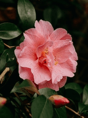 최동오는 연하를 싫어한다.