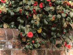 [준호영우] 좋아해요