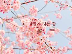 [우성명헌] 4월에 지는 꽃 - 4