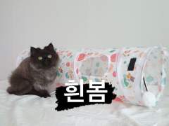 [23.04.15 리노 버블]