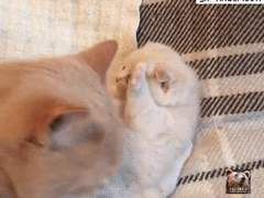 까칠 애옹과 대형견 오빠 사이 고명 아깽이 비하인드 : 20 후기 Fin