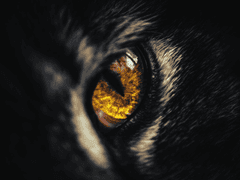 [COC 시나리오] 호박색 눈동자가 되어버린 ■■에게,