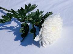 중력형제의 성묘