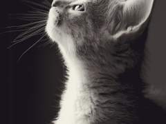 이름 모를 키티갱