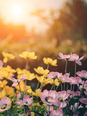 물내음에, 드림.