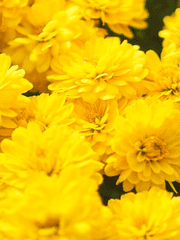 히프노시스마이크