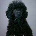 직링/매크로/위버스/광야