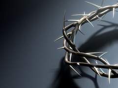 가시 위에 내린 불꽃